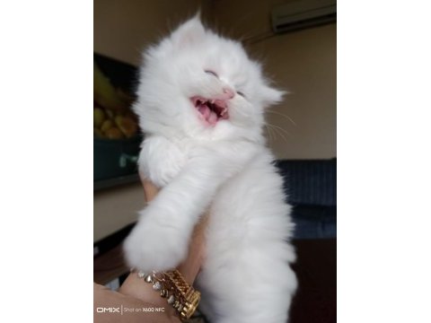 Muhteşem kalite scottish fold longhair ns1133