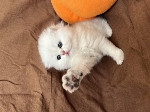 British longhair son yavrular