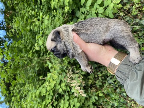 Pug mops yavrular