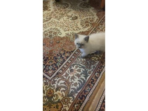 British shorthair blue point