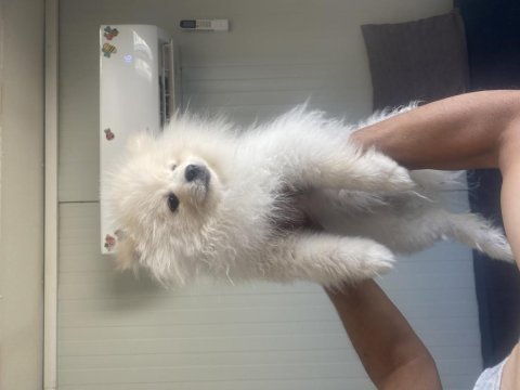 Safkan pomeranian köpeğimiz