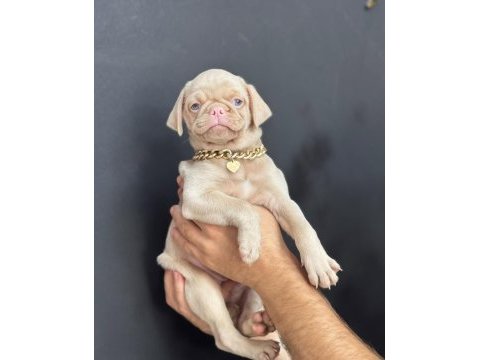 Nadir bulunan exzotic pink pug yavrumuz