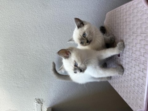 British shorthair blue point yavrular yeni ailelerini arıyor