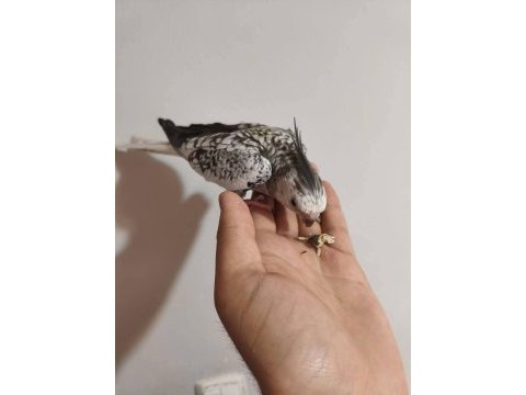 Acil konuşan sultan papağanı