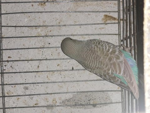Yavru muhabbet kuşu