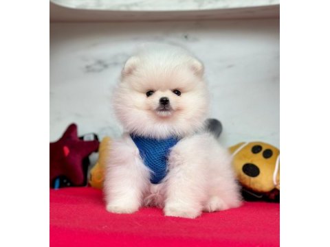 Sevimli pomeranian boo yavrularımız