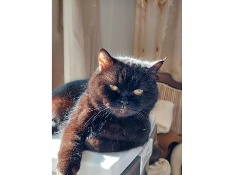 British shorthair kedisi sahiplendirme