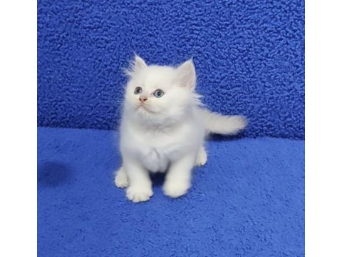 Long hair mavi boncuk silver yavrumuz teslime hazırdır