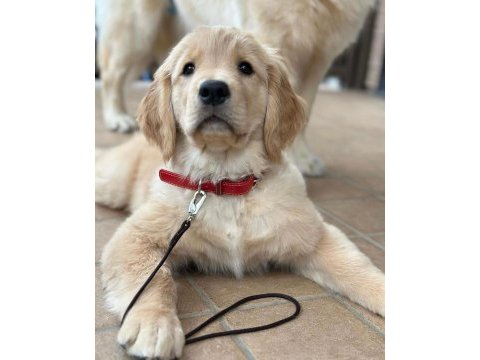 Sevimli golden retriever yavruları