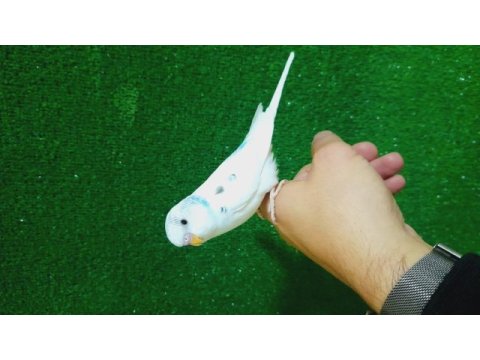Erkek bebek muhabbet kuşu yeni yeme düştü