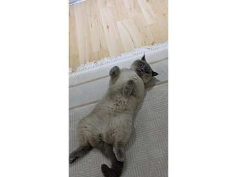 British shorthair blue point kedi sahiplendirilecektir