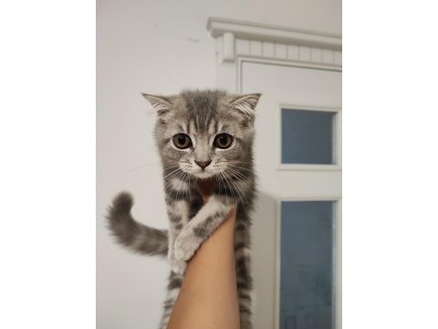 British shorthair kedimiz