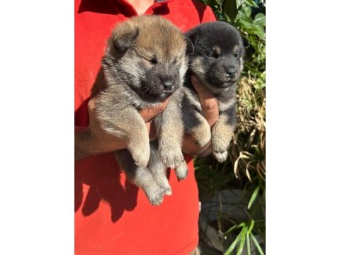 Shiba inu bebişler