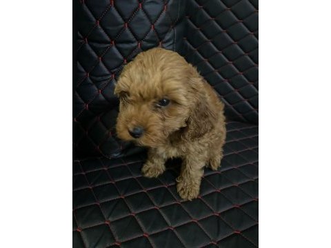 Dişi sevimli poodle yavrumuz