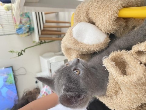 Son iki yavru british shorthair