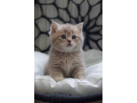Cy11 british shorthair kedimiz