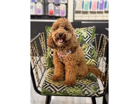 Poodle oğlumuza eş arıyoruz
