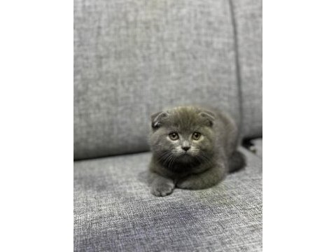 A kalite ayı surat gold british shorthair yavrular