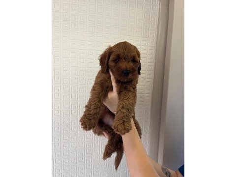 1.5-2 aylık poodle