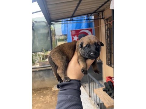 Safkan malinois yavruları