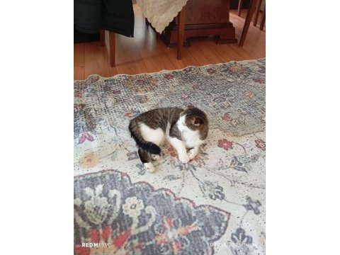 Scottish fold kedimiz