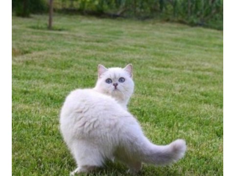 British shorthair erkek