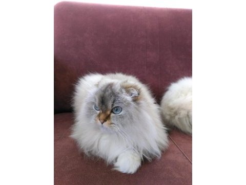 Yetişkin scottish fold dişi full secereli