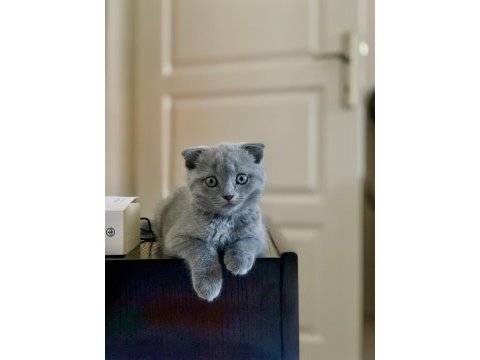 Scottish fold gri 3 aylık