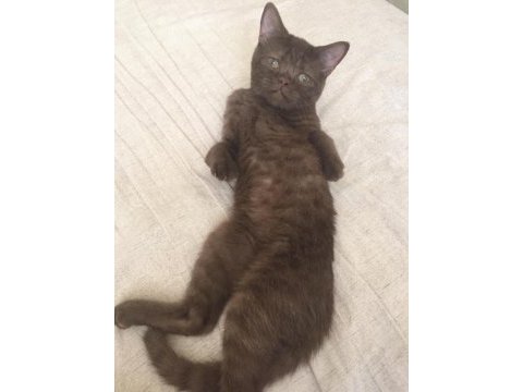 Scottish fold minnoş ev arıyor