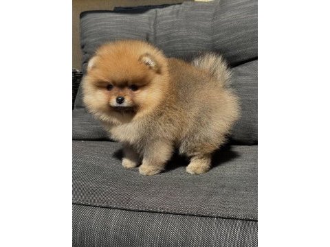 Dişi orange pomeranian bebeğim yeni yuvaya hazır