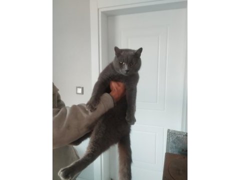 British shorthair 1,5 yaşında erkek