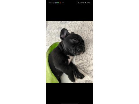 2 aylık french bulldog