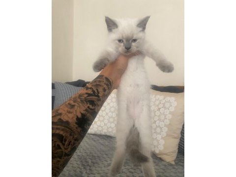 British shorthair yavrular
