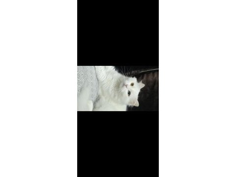 2 yaşındaki kedimiz takip koşulu sahiplendirilecektir