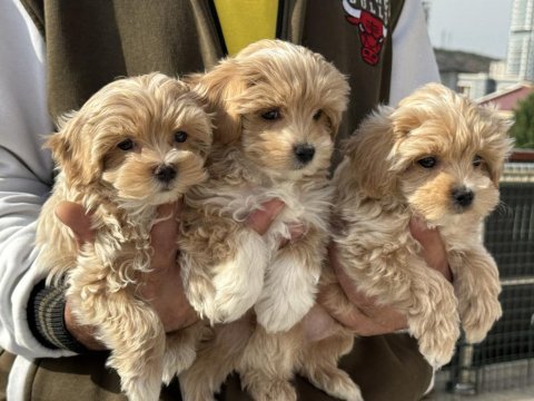 Petmode köpek çiftliğinde ziyarete açık maltipoo