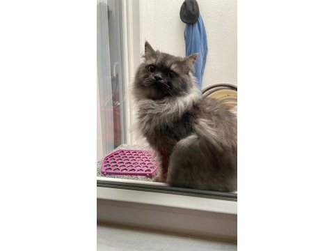 1 yaşında british longhair