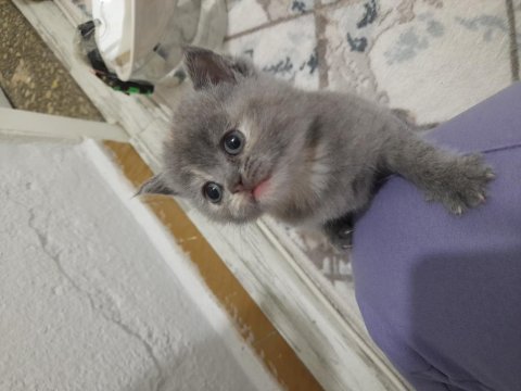 British shorthair dünyalar güzeli dişi kedimiz
