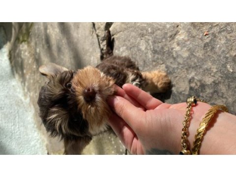 Ocaen pearl yorkshire terrier