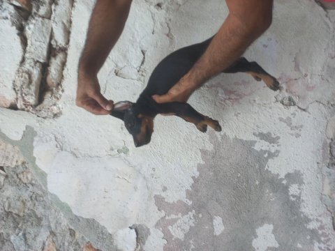 Doberman köpekler