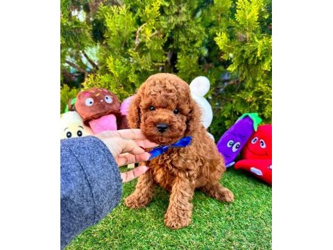 Sevimli toy poodle yavrularımız