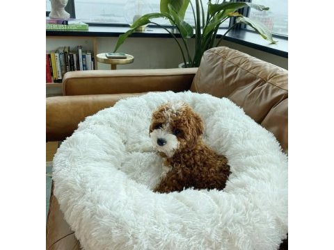 Irk ve sağlık garantili maltipoo yavrular mağazadan