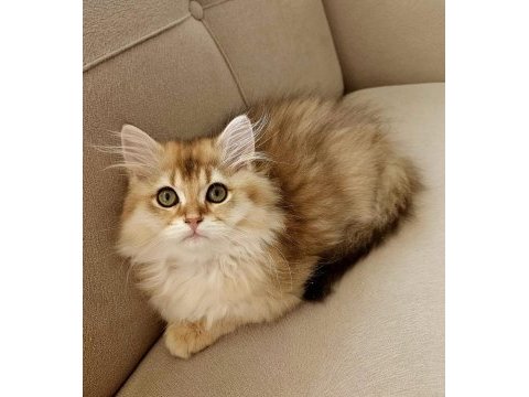 Golden british longhair bebeğimiz