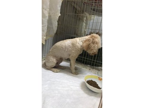1.5 yaşında dişi poodle