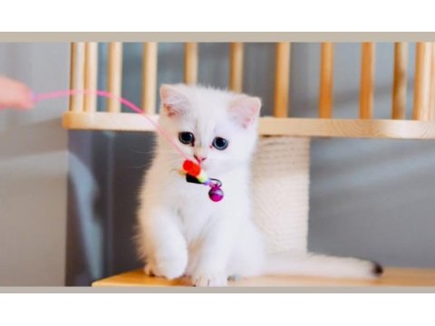 Sevgi dolu british shorthair dişi