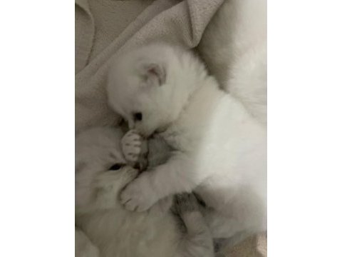 Silver point british shorthair