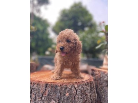 Sağlık garantili karma aşıları yapılmış yavrular toy poodle