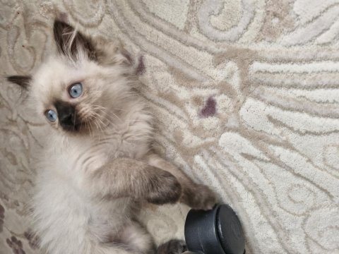 Ragdoll dişi yavrumuz yeni yuvasını arıyor