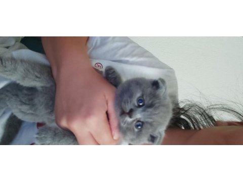 Scottish fold yavruları