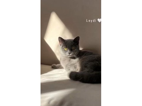 British shorthair kedisi