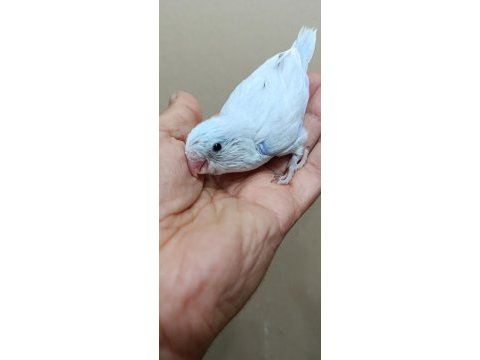 Pastel turkuaz erkek cep papağanı
